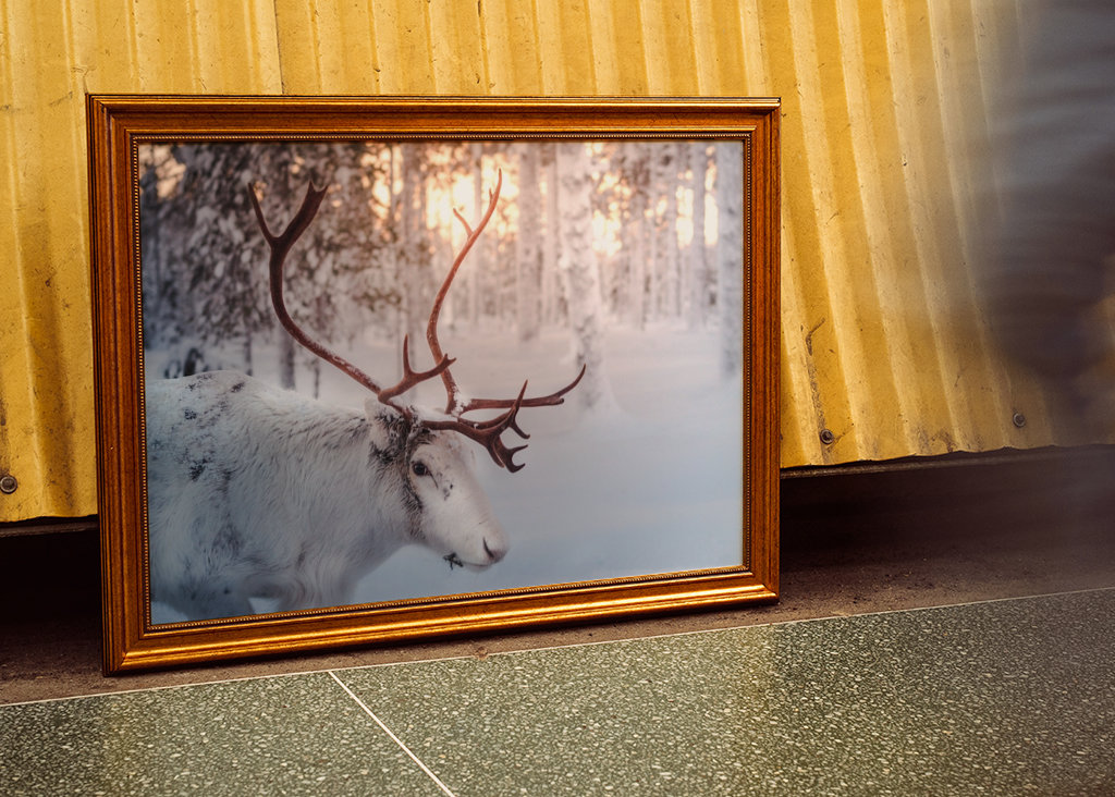 Rensdyr ved solnedgang