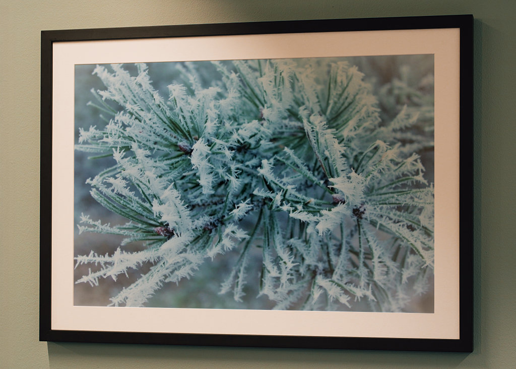 frosty pinetree