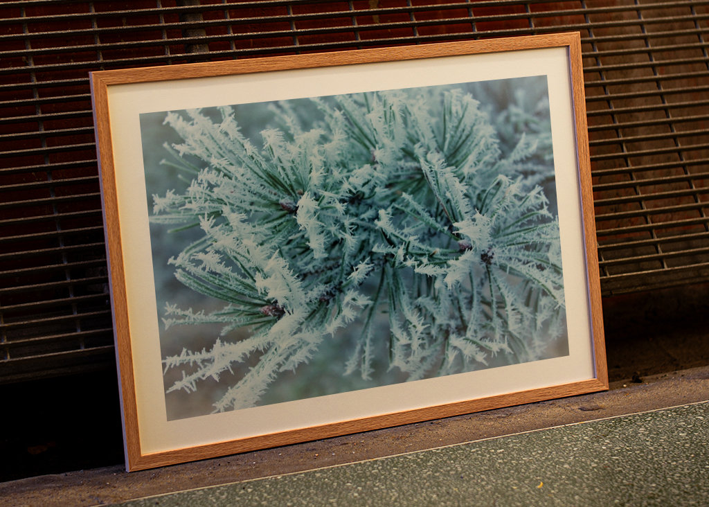 frosty pinetree