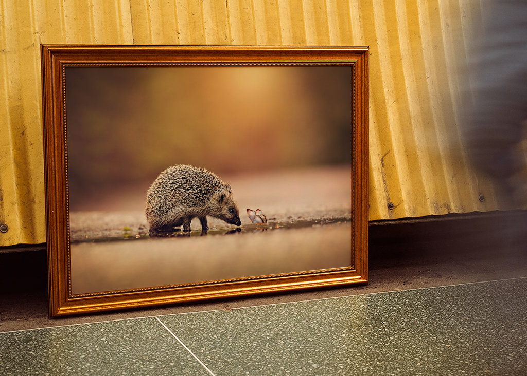 Hedgehog with friend