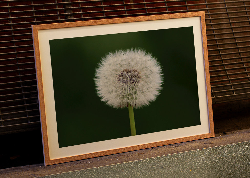 Dandelion