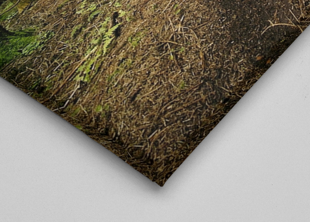 Švédská lesní cesta