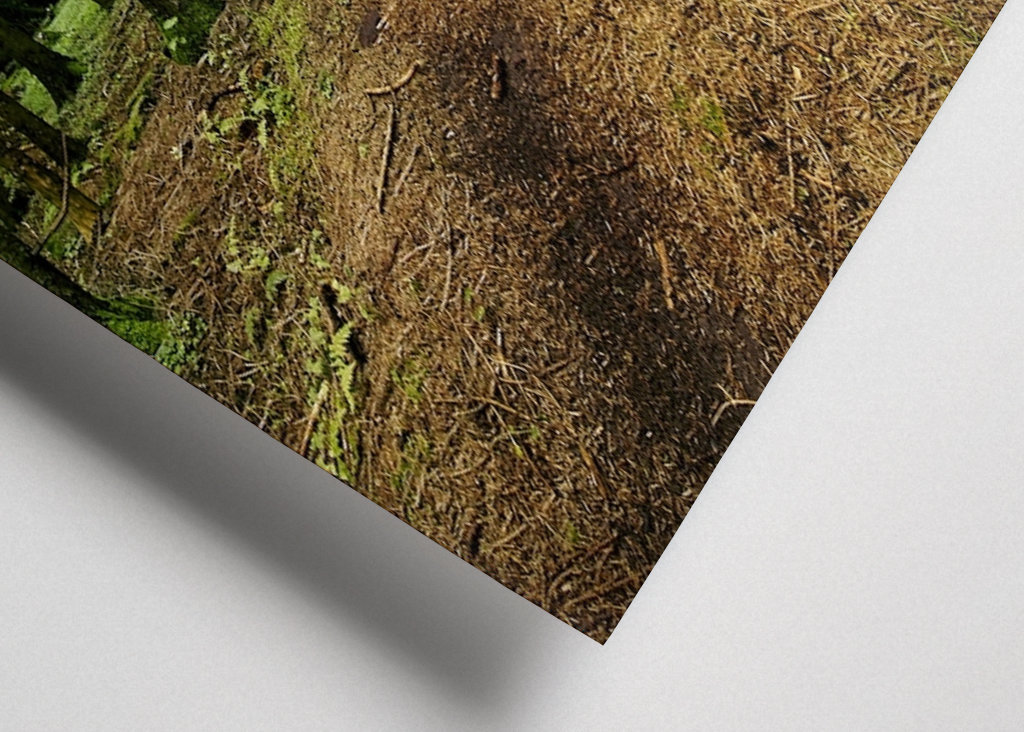 Švédská lesní cesta