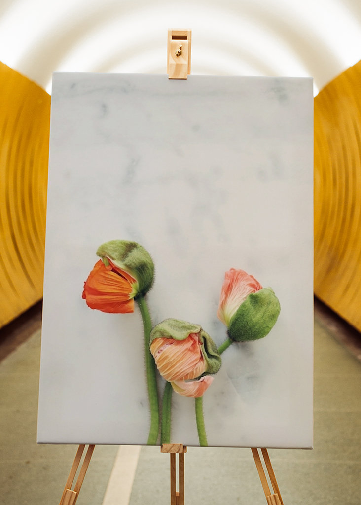 Mohnblume auf Marmor