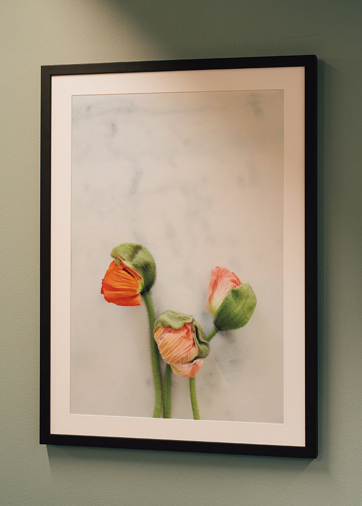 Mohnblume auf Marmor