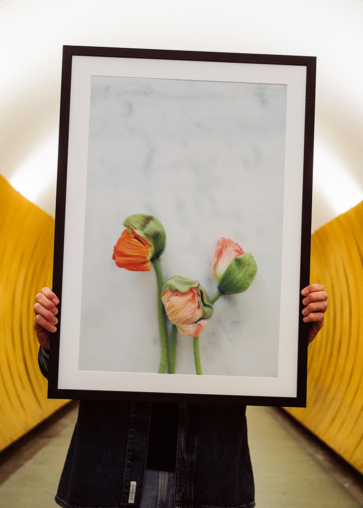 Mohnblume auf Marmor