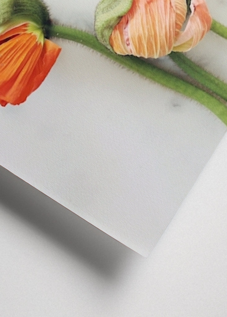 Mohnblume auf Marmor