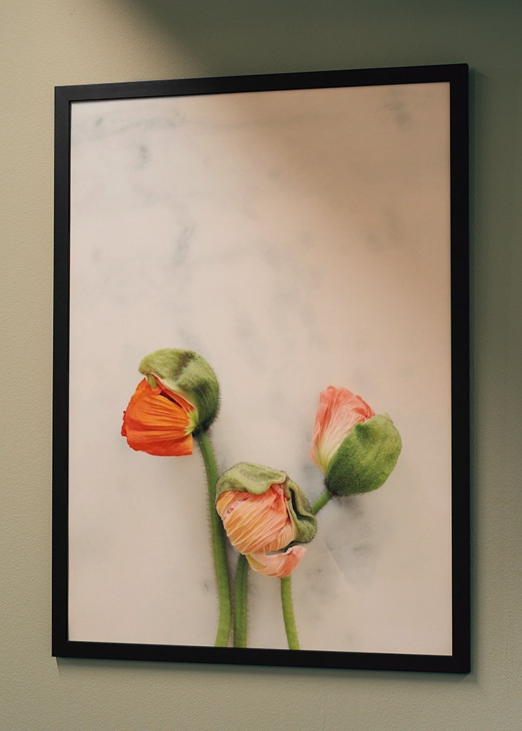 Mohnblume auf Marmor