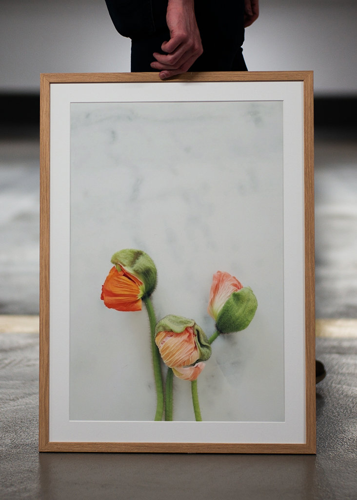 Mohnblume auf Marmor