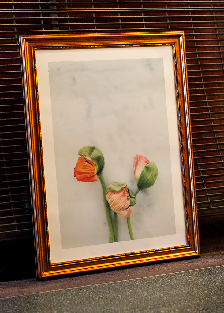 Mohnblume auf Marmor