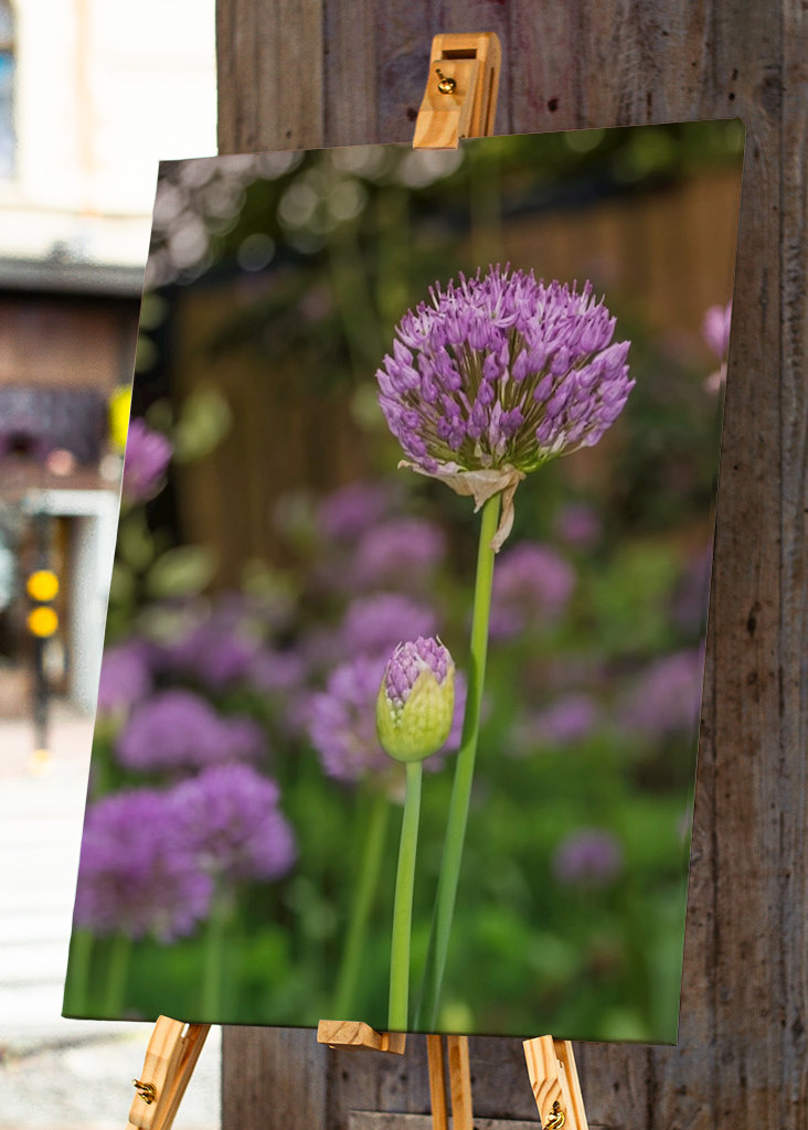 Schönes Allium