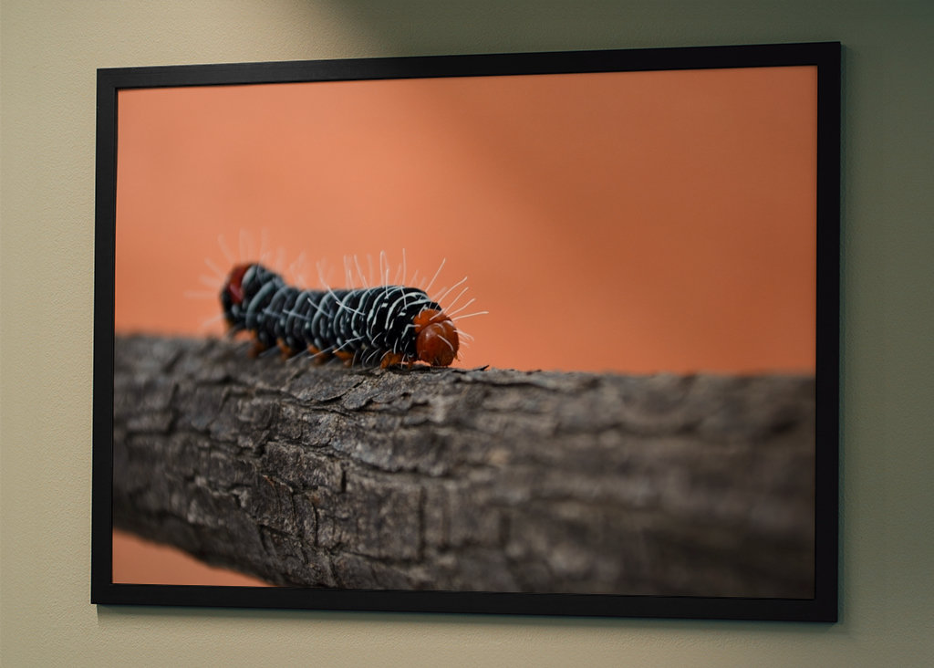 Voyage d’une chenille
