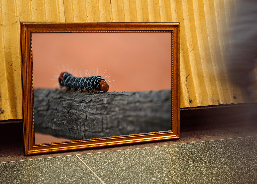 Voyage d’une chenille