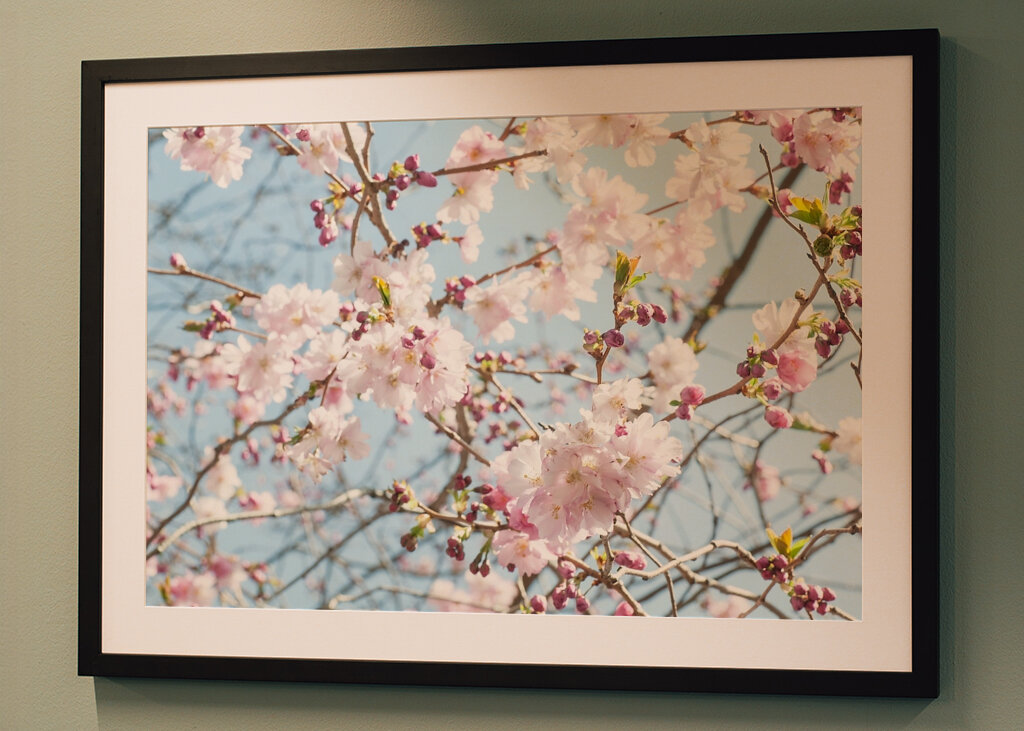 Japanskt körsbärsträd