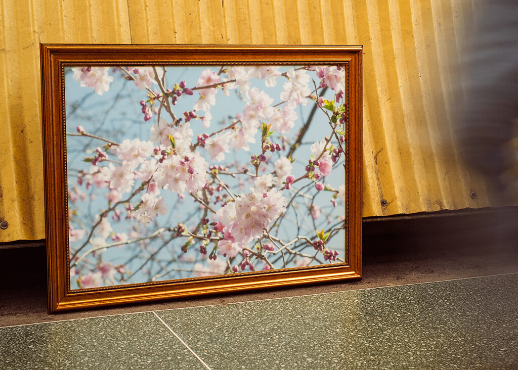 Japanskt körsbärsträd