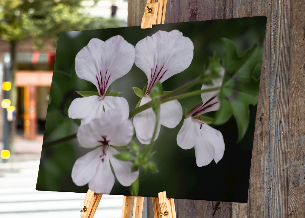 Hängende Säulenaugen