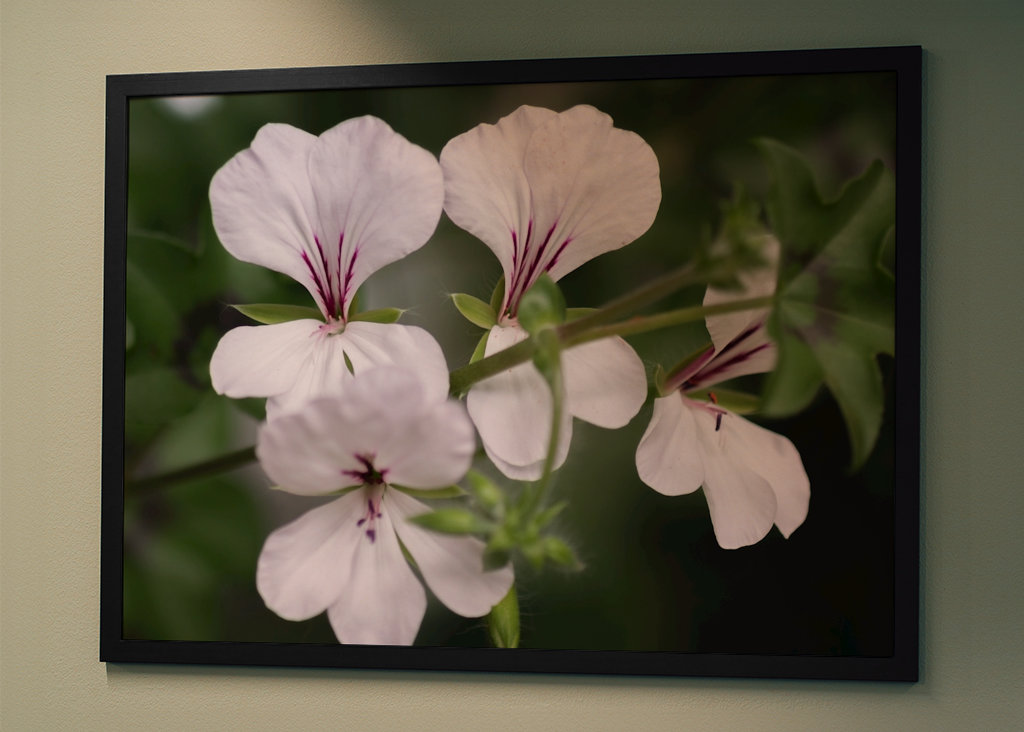 Hängende Säulenaugen