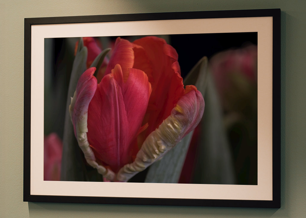 Parrot tulip