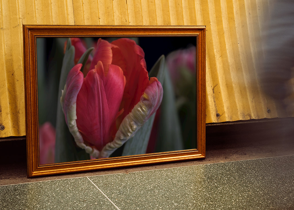 Parrot tulip