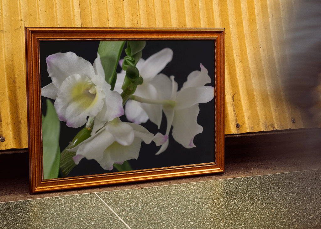 Dendrobium