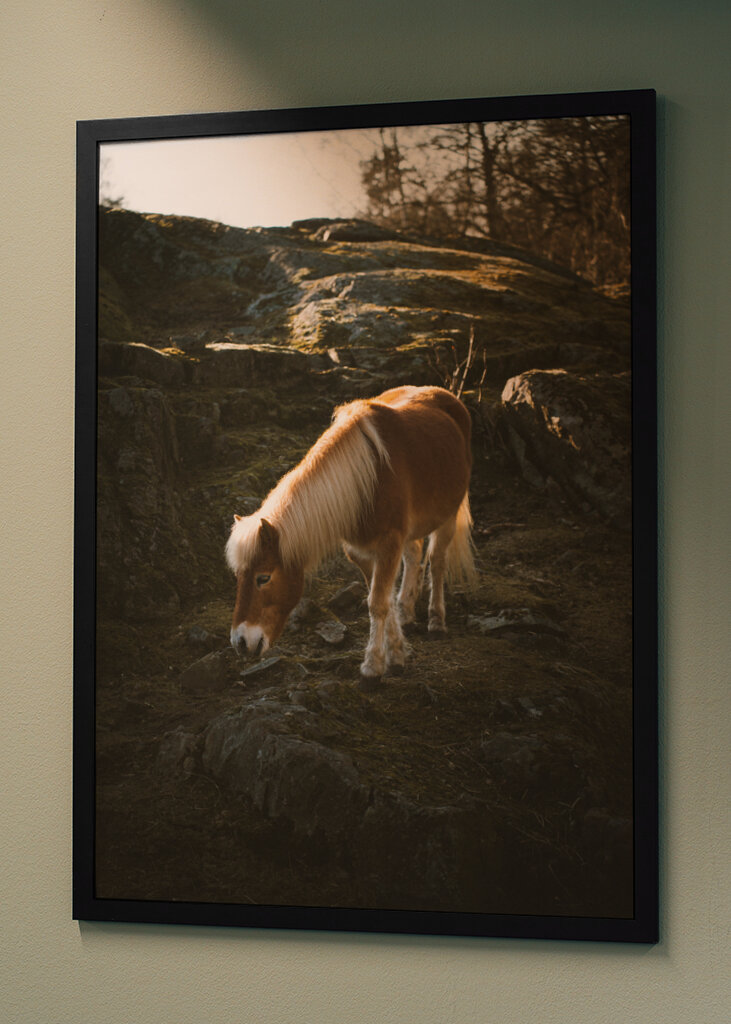 Nature’s Beauty Captured