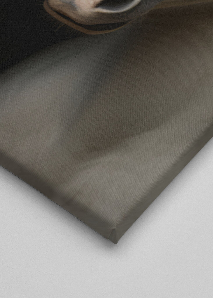 Black and White Horses 2