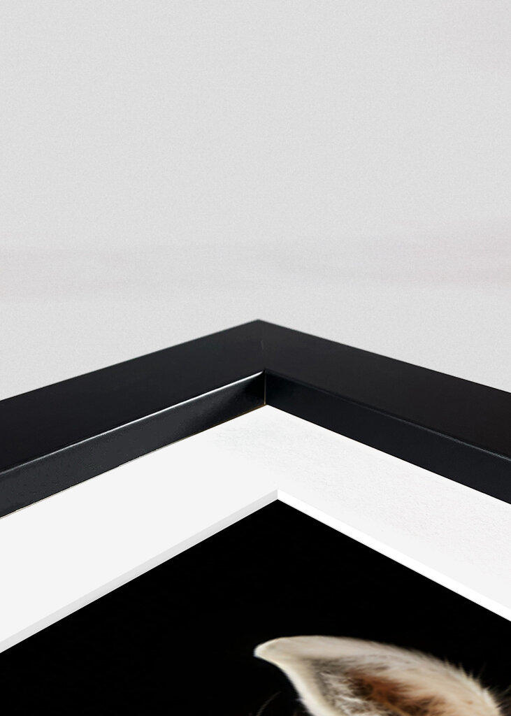 Black and White Horses 2