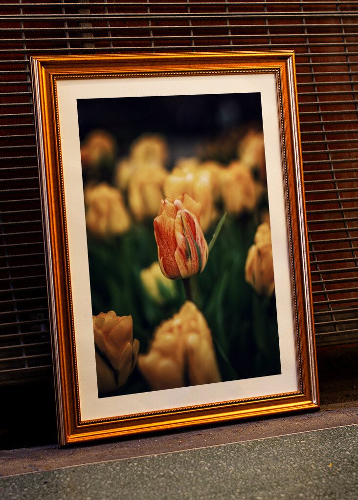 Vibrant Tulip