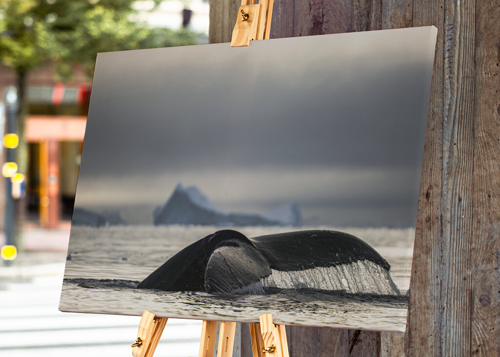 Buckelwal-Märchen in der Antarktis