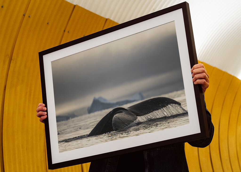 Buckelwal-Märchen in der Antarktis