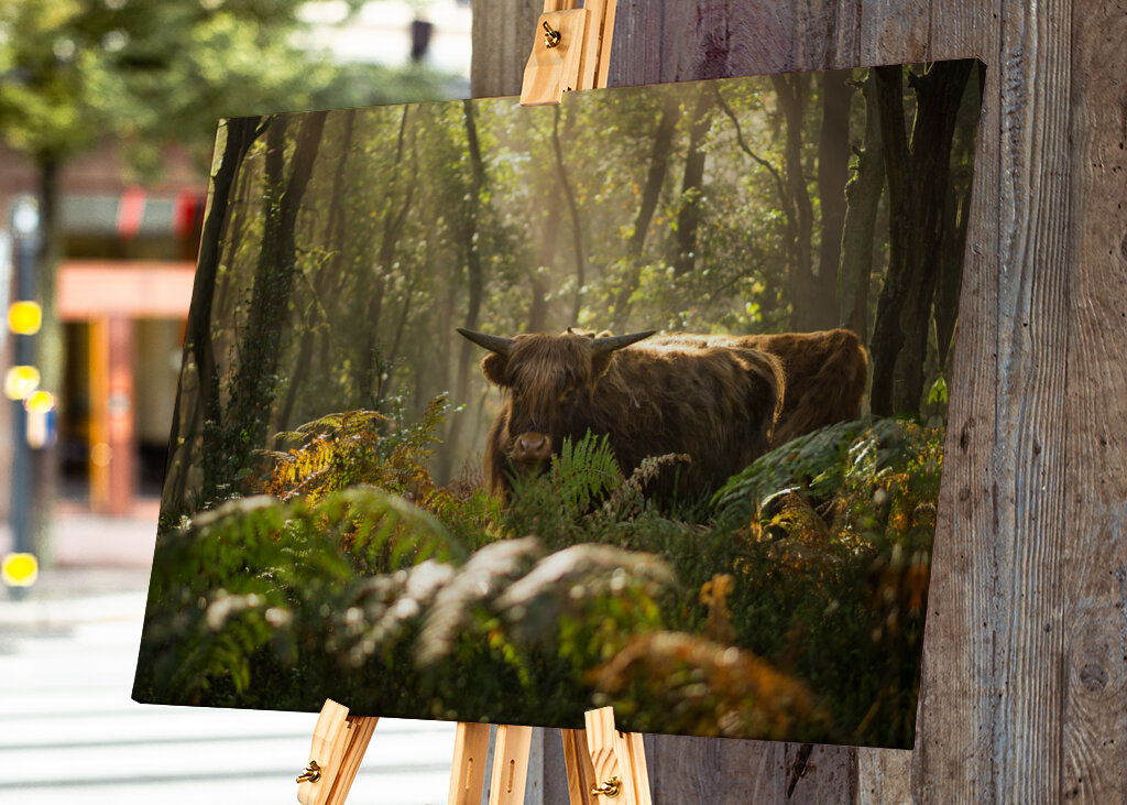 Škótsky horal v lese