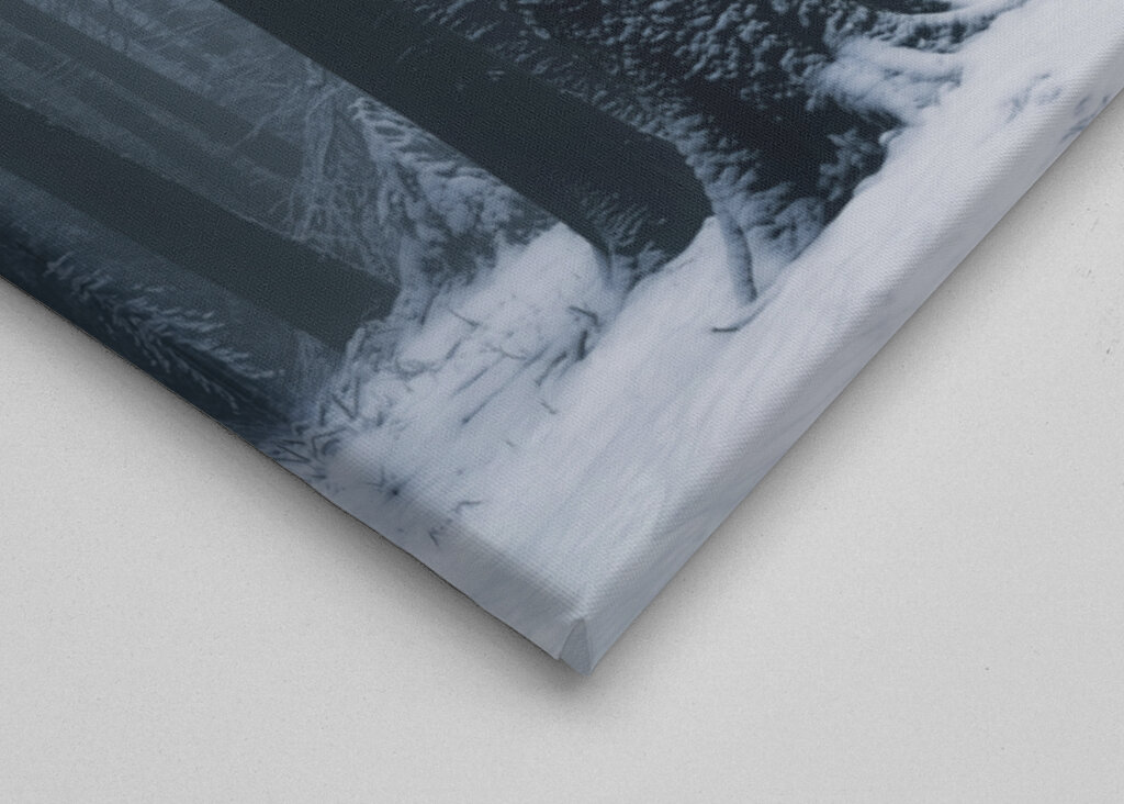 A beautiful winter forest