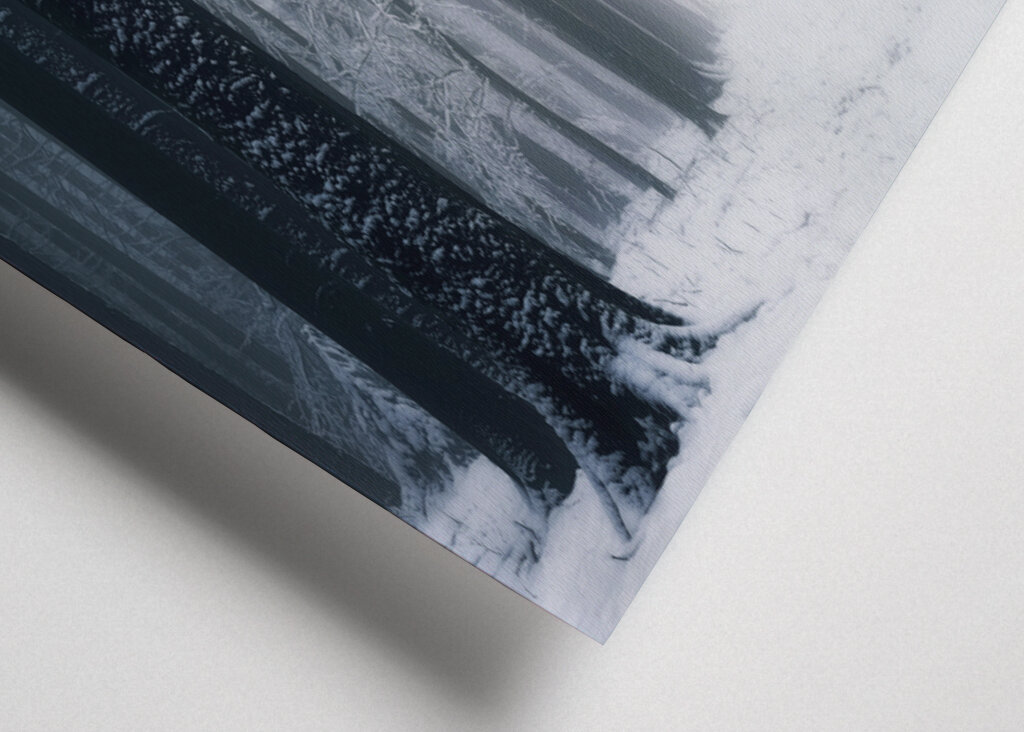 A beautiful winter forest