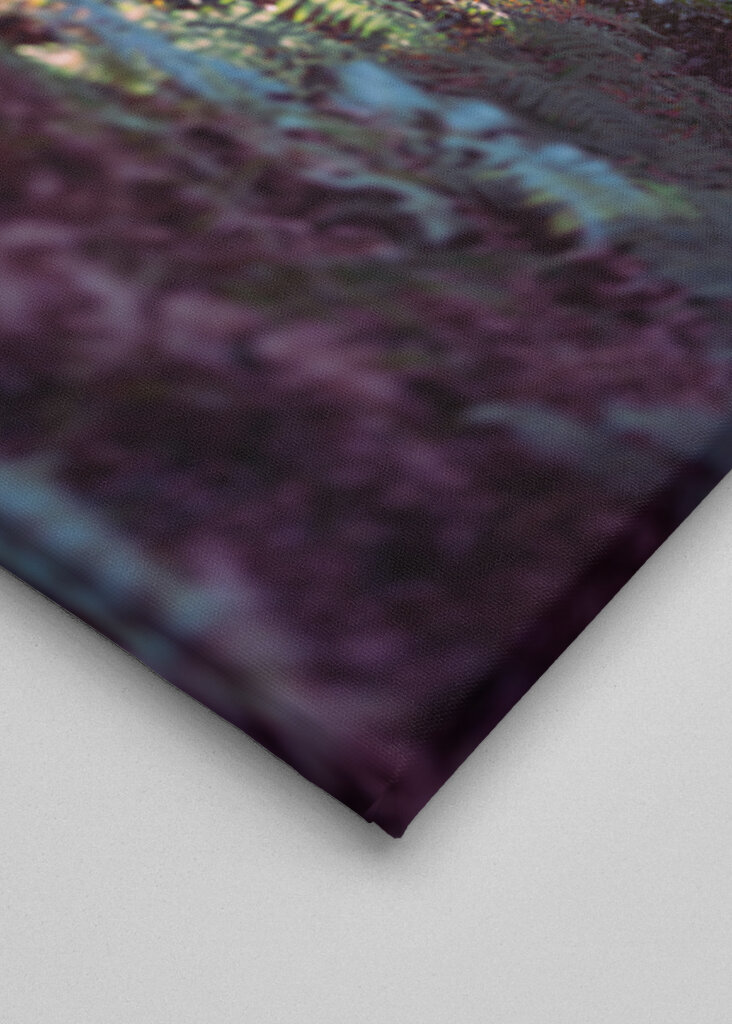 Les v ranním světle.