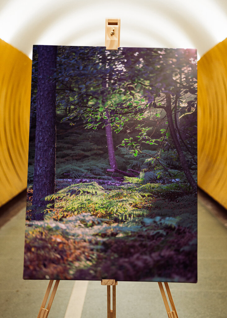 Les v ranním světle.