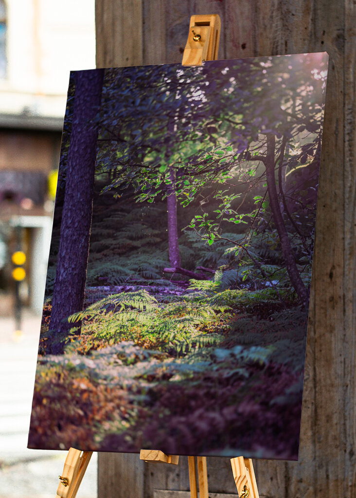 Les v ranním světle.