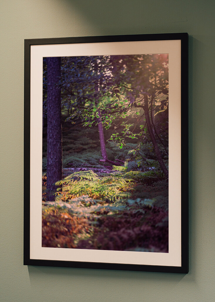 Les v ranním světle.