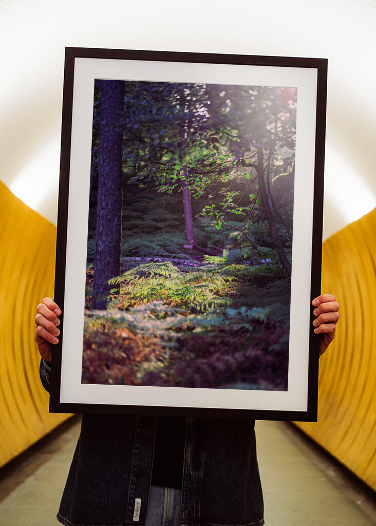 Les v ranním světle.