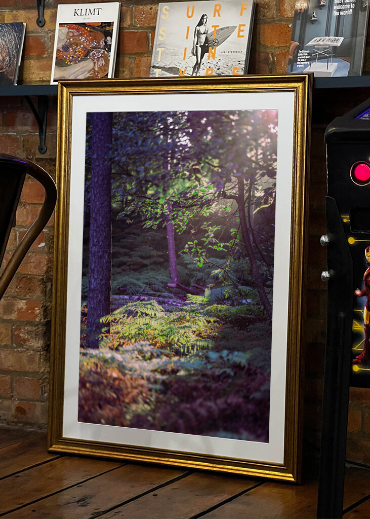 Les v ranním světle.