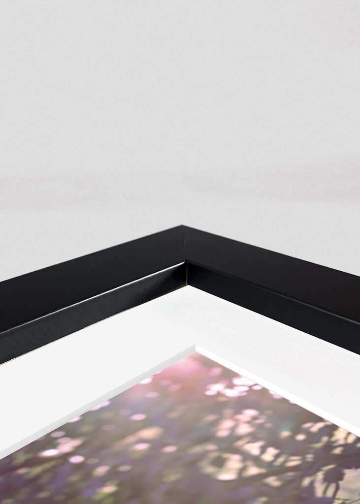 Les v ranním světle.