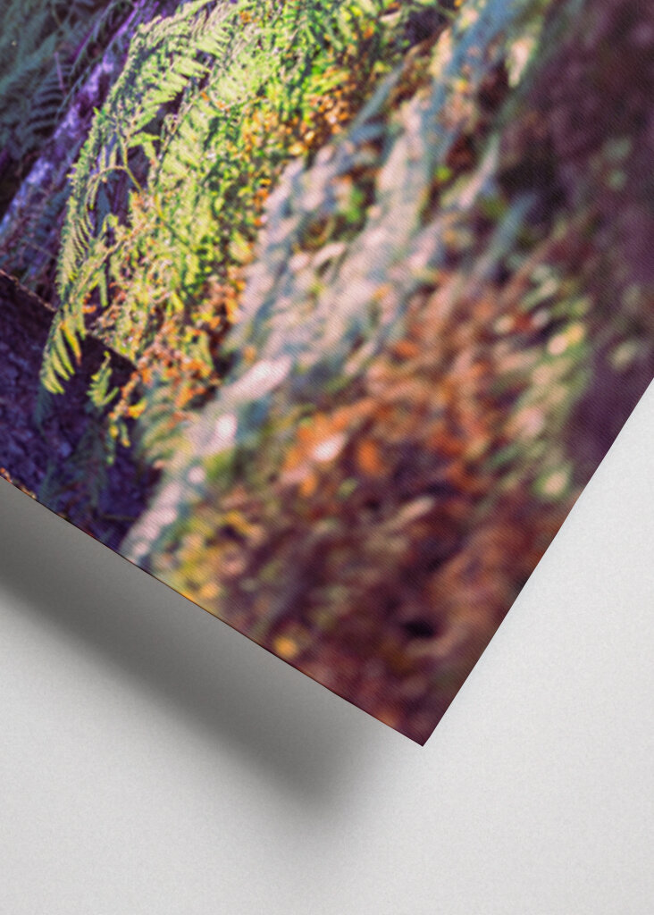 Les v ranním světle.