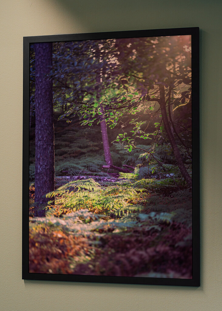 Les v ranním světle.