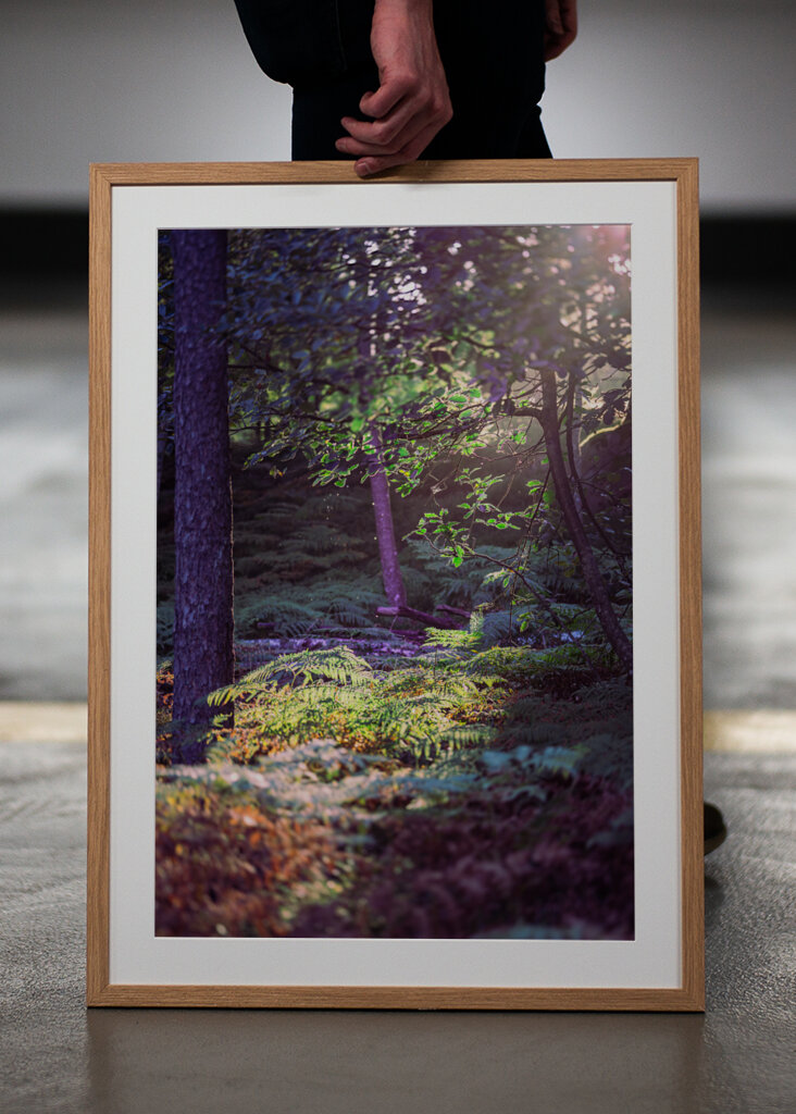 Les v ranním světle.