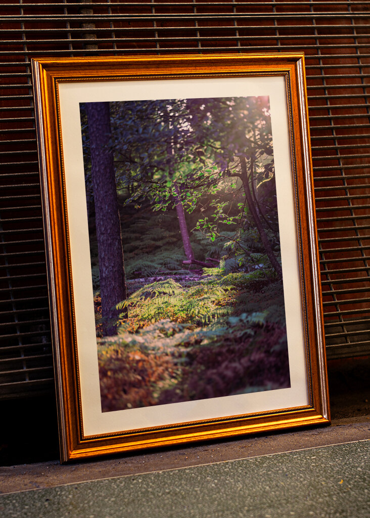 Les v ranním světle.