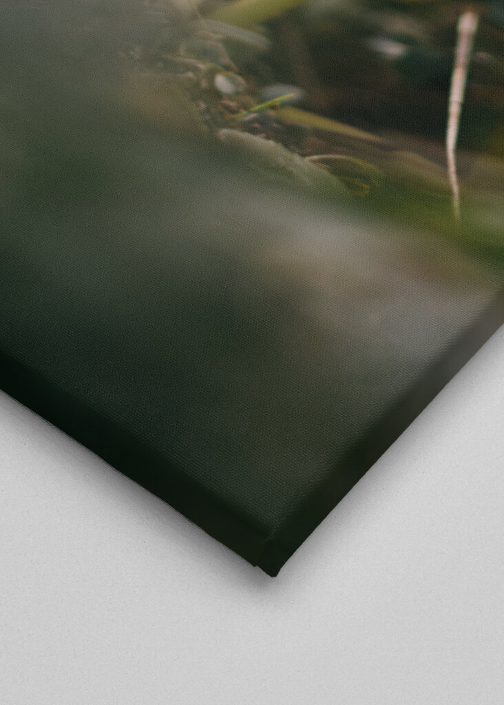 Helleborus i motljus