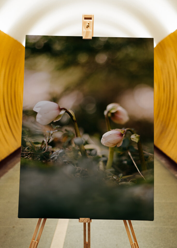 Helleborus i motljus