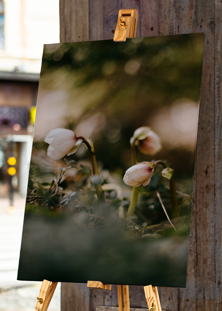 Helleborus i motljus