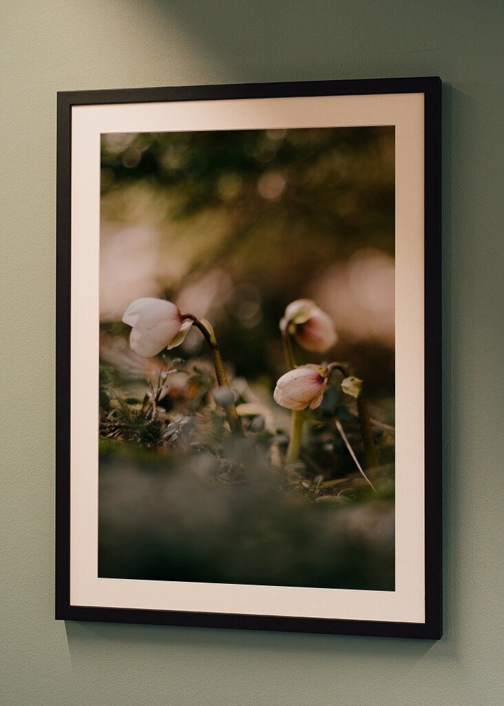 Helleborus i motljus