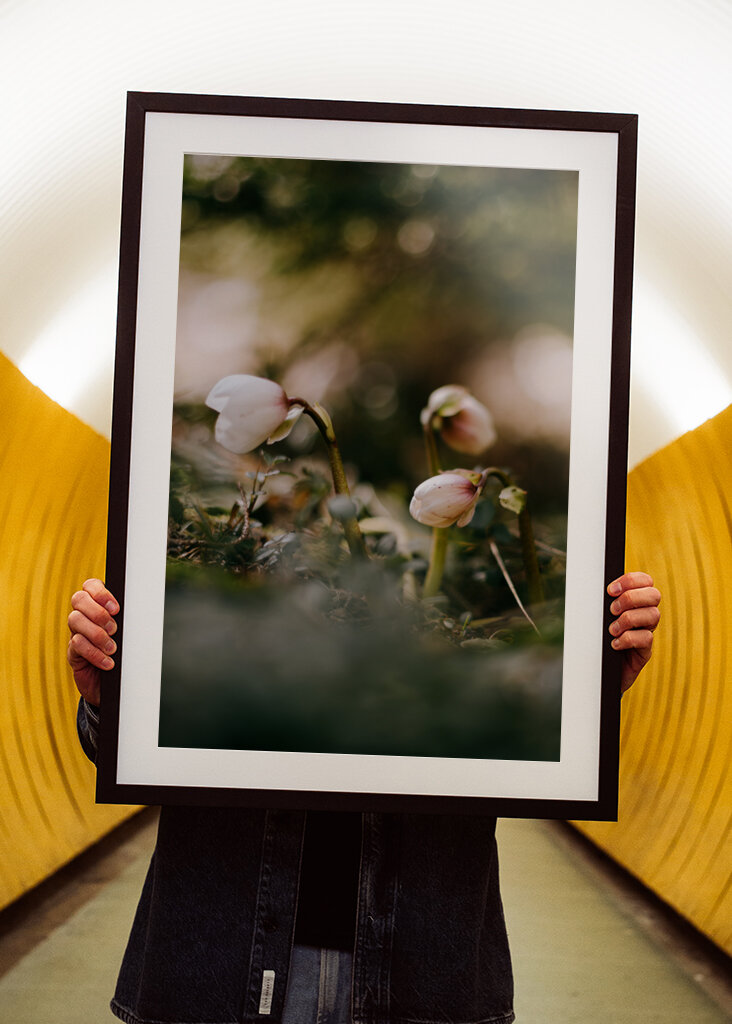 Helleborus i motljus