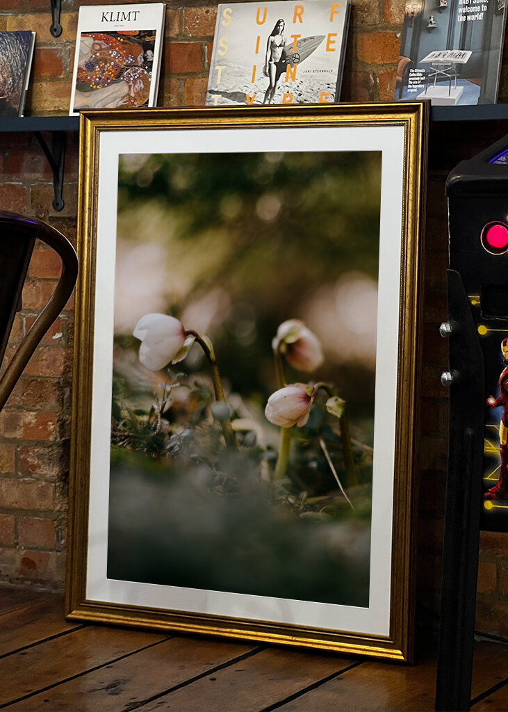 Helleborus i motljus